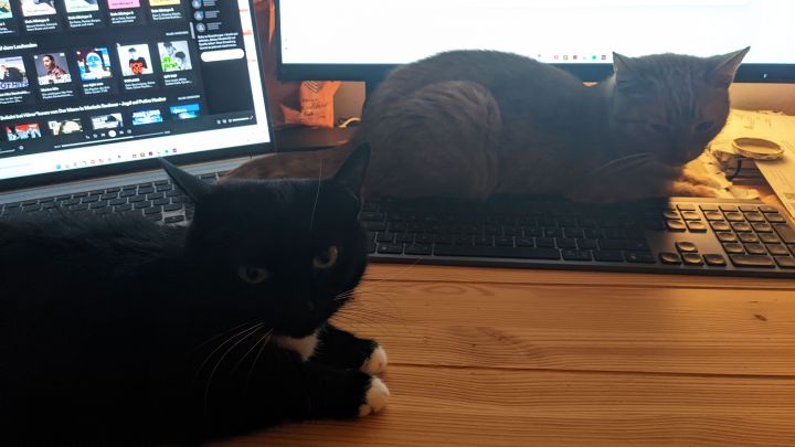 Zwei Katzen blockieren einen Schreibtisch mit Tastatur, Laptop und Bildschirm
