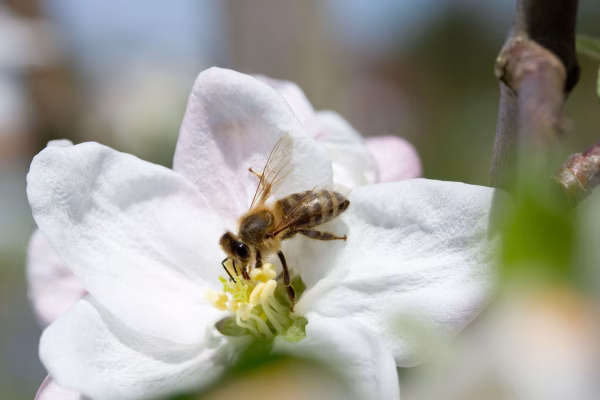 Blüte eines Apfelbaums mit einer Wespe