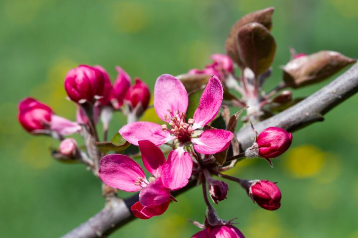 Blüte eines Apfelbaums