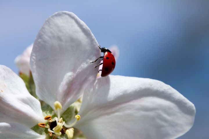 Blüte eines Apfelbaums mit einem Marienkäfer