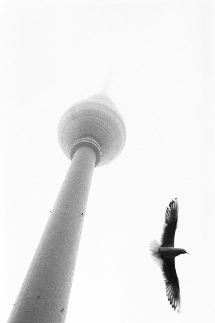 Der Fernsehturm in Berlin mit einer Möwe (in Bewegungsunschärfe)